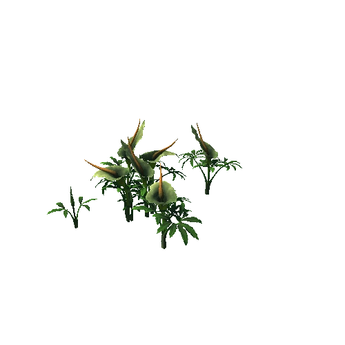 Flower Dracunculus Species5